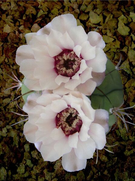 Fájl:Gymnocalycium pflanzii subsp pflanzii-000.jpg