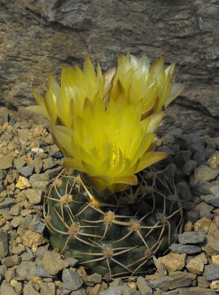 Fájl:Gymnocalycium uruguayense-000.jpg