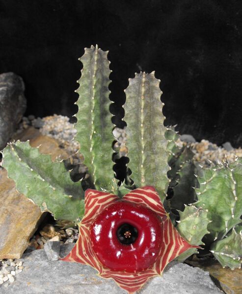 Fájl:Huernia zebrina-000.jpg