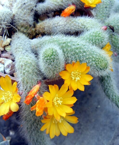Fájl:Rebutia fabrisii-2.jpg
