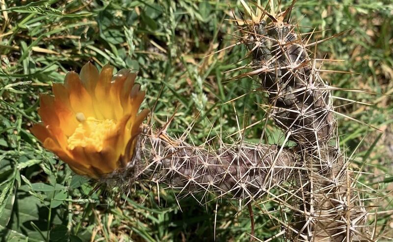 Fájl:Austrocactus coxii.BE 02.jpg