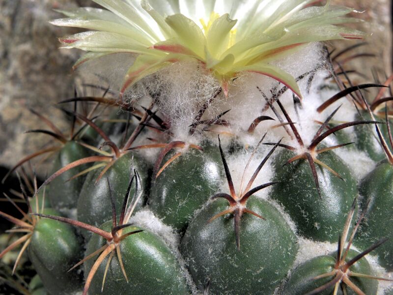 Fájl:Coryphantha elephatidens greenwoodii-001.jpg