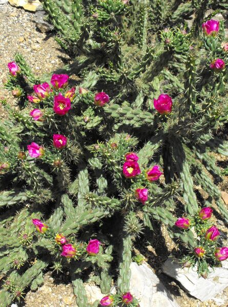 Fájl:Cylindropuntia imbricata-000.jpg