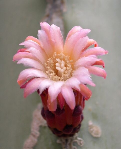 Fájl:Pachycereus marginatus-2.jpg