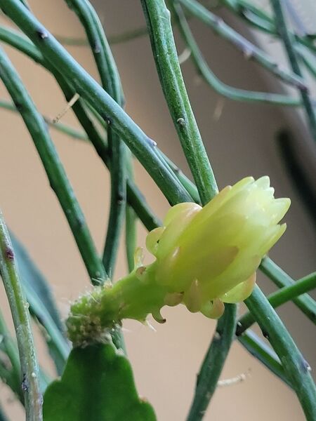 Fájl:Weberocereus rosei.VZs 04.jpg