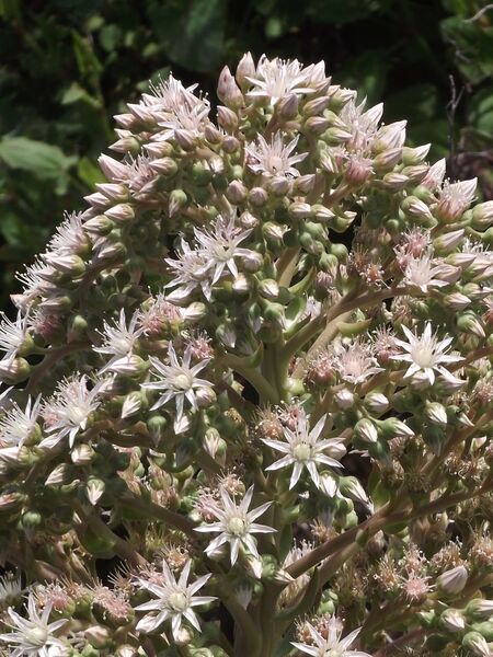 Fájl:Aeonium urbicum 1-003.jpg