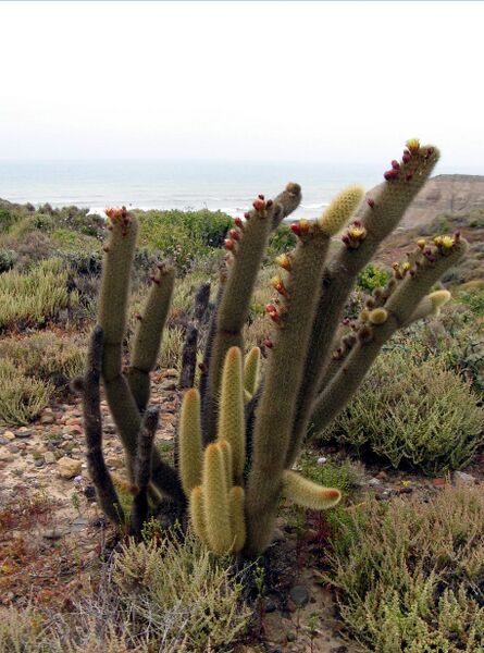 Fájl:Bergerocactus emoryi 02-000.jpg