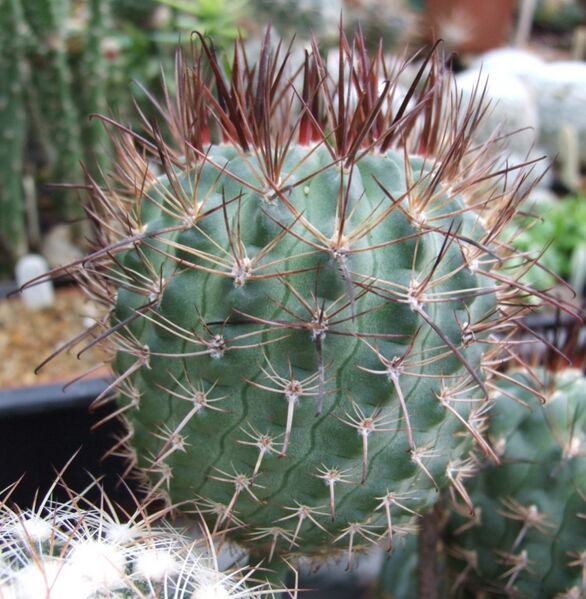 Fájl:Neowerdermannia chilensis 01 (1)-1.jpg