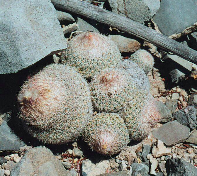 Fájl:Pozsgáslap 002-002.jpg