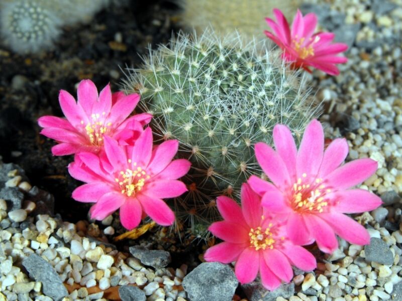 Fájl:Rebutia senilis lilacinorosea-1.jpg