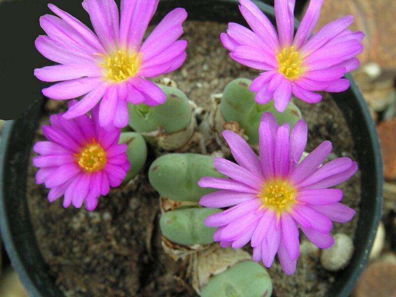 Fájl:Conophytum chauviniae-001.jpg