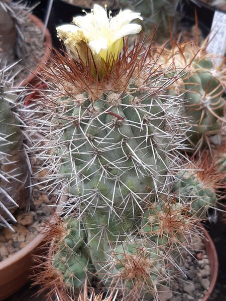 Fájl:Copiapoa ahremephiana.HL 03.jpg