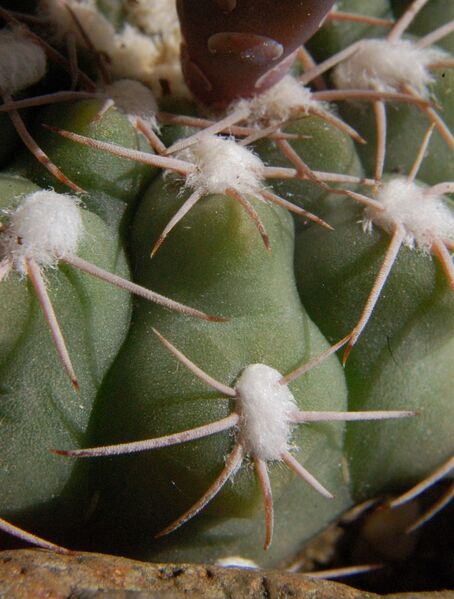 Fájl:Gymnocalycium albiareolatum-001.jpg