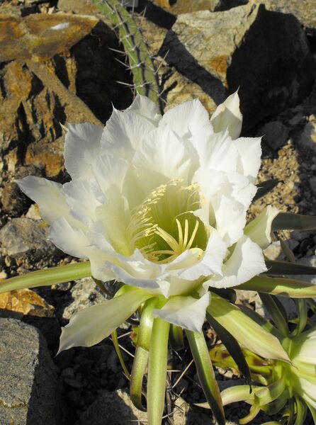 Fájl:Harrisia pomanensis 01-000.jpg