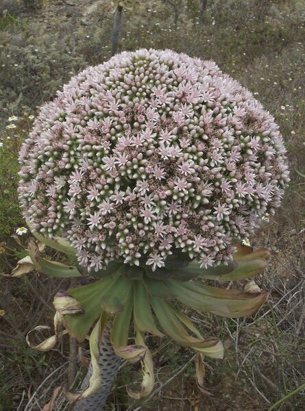 Fájl:Aeonium urbicum 2-000.jpg