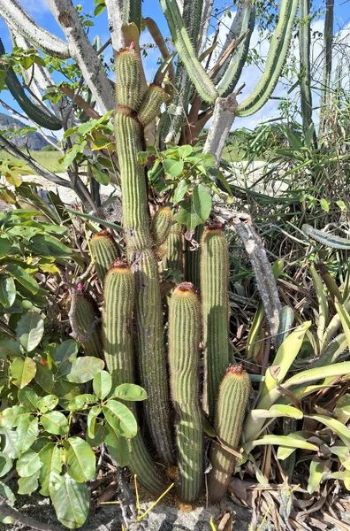 Fájl:Coleocephalocereus superbus.BJ 05.jpg