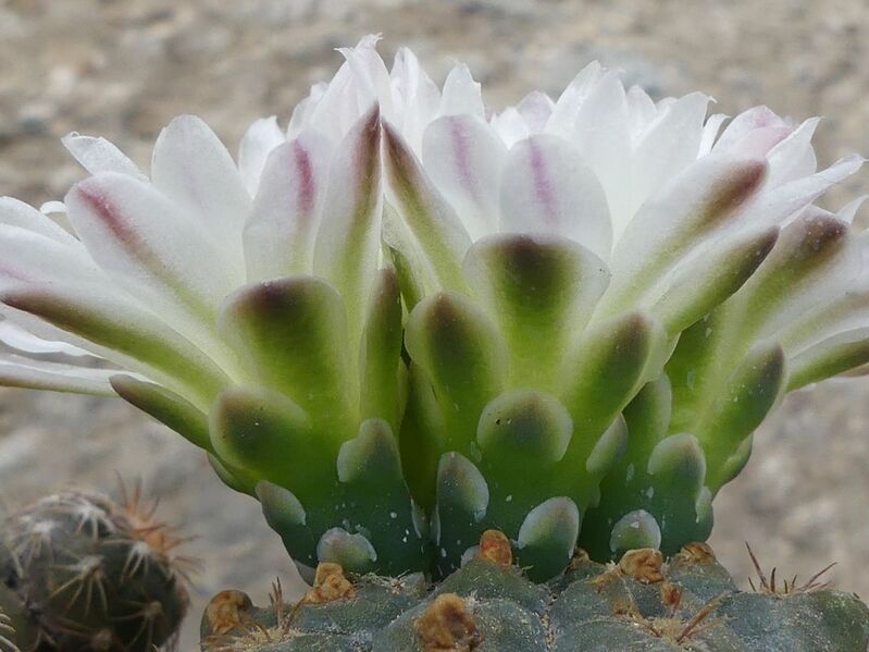 Fájl:Gymnocalycium carolinense.LZ 01.jpg