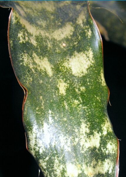 Fájl:Sansevieria kirkii pulchra-3.jpg