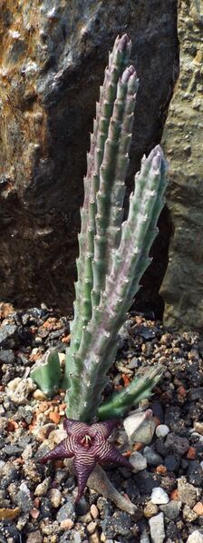 Fájl:Stapelia cedrimontana-1.jpg