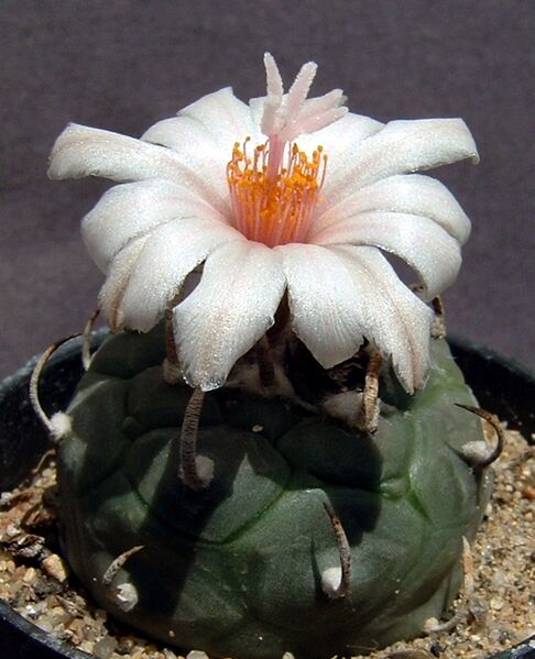 Fájl:Turbinicarpus schmiedickeanus schwarzii 02-1.jpg