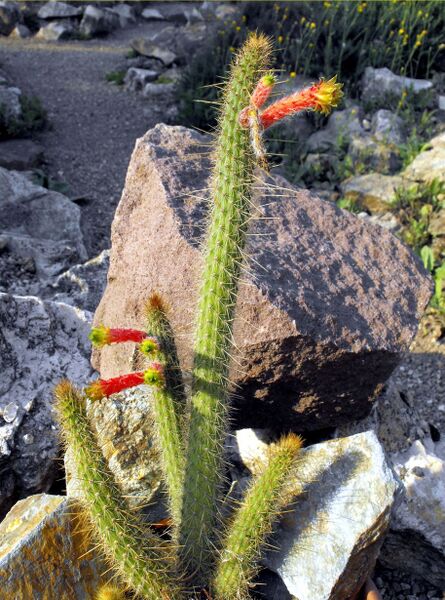 Fájl:Cleistocactus smaragdiflorus-000.jpg