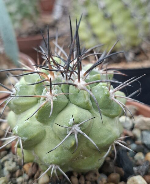 Fájl:Copiapoa australis.HL 02.jpgjpg.jpg
