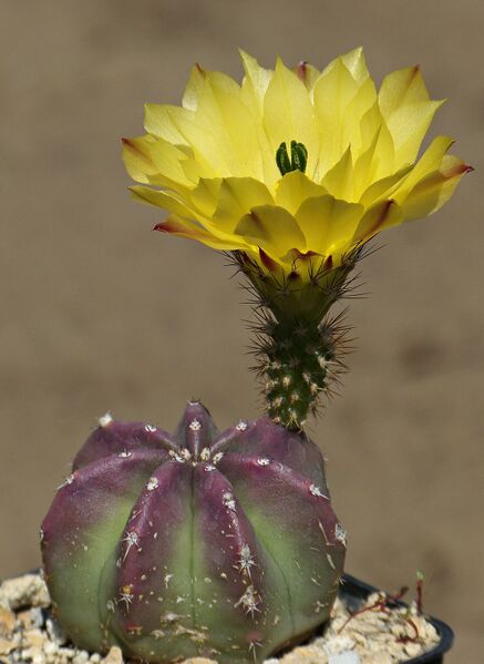 Fájl:Echinocereus subinermis REP566.SzJ 01.jpg