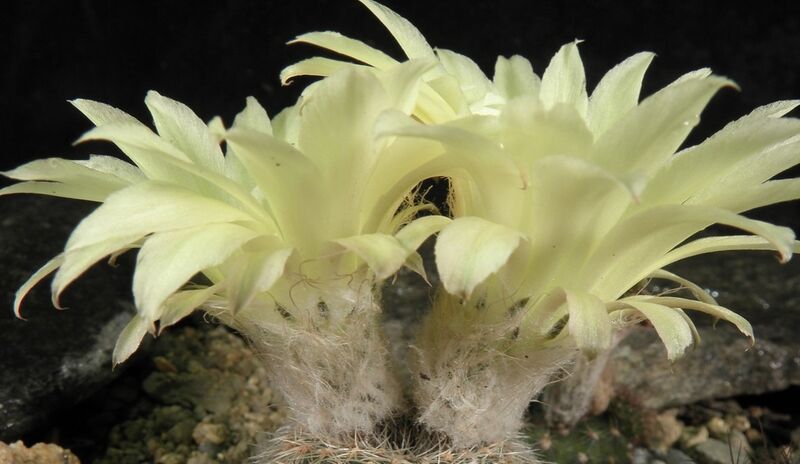 Fájl:Frailea pygmaea gloriosa-002.jpg