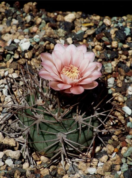 Fájl:Gymnocalycium hossei-000.jpg