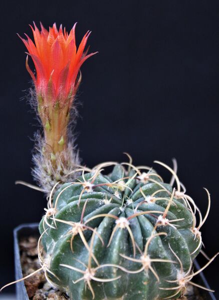 Fájl:Lobivia tegeleriana.JCs 01.jpg