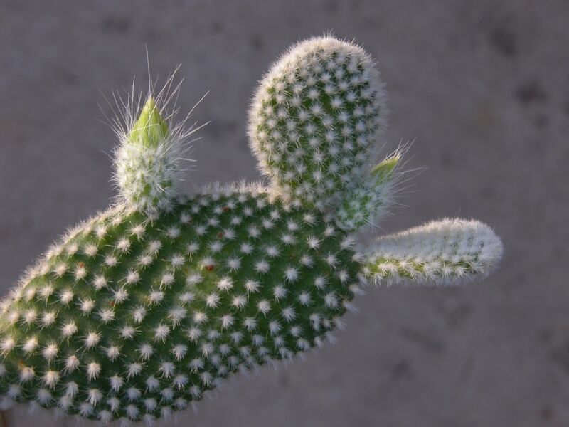 Fájl:Opuntia microdasys-1.jpg