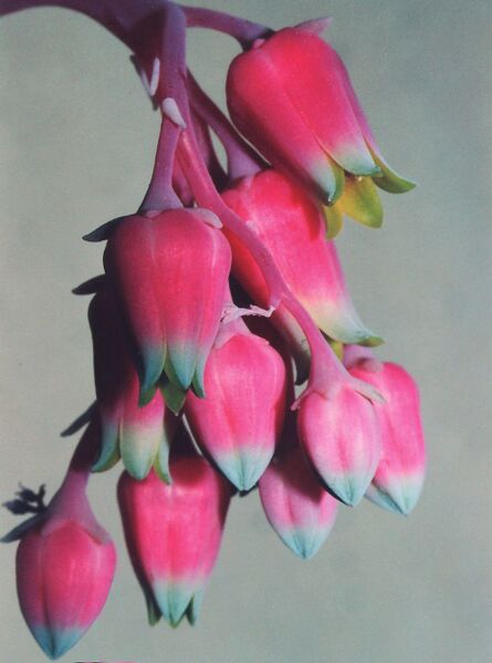 Fájl:Pozsgáslap 054-000.jpg