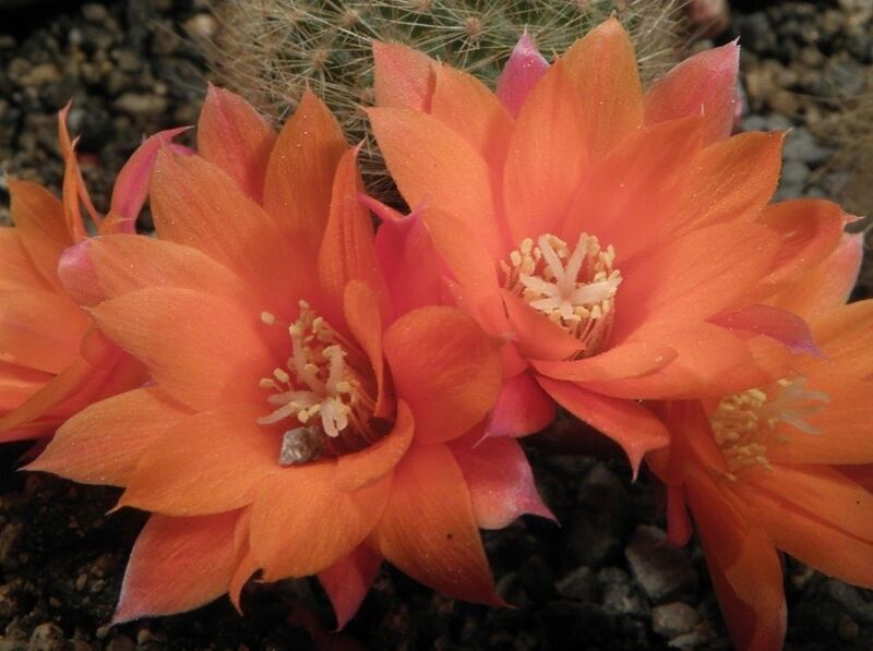 Fájl:Rebutia febrigii hoffmannii-2.jpg