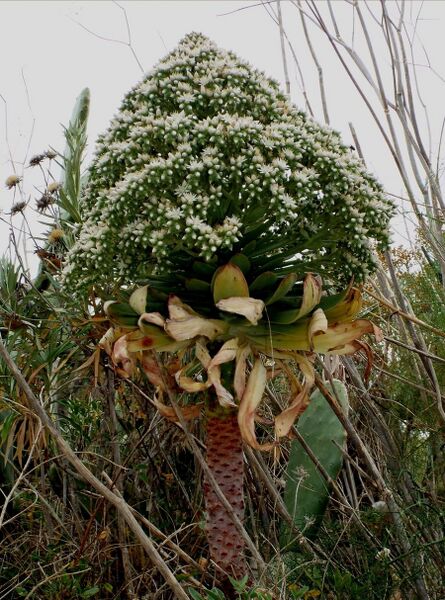 Fájl:Aeonium urbicum 1-000.jpg