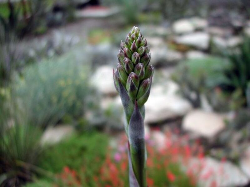 Fájl:Agave guttata.MG 02.jpg