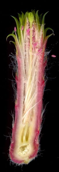 Fájl:Cleistocactus smaragdiflorus-001.jpg