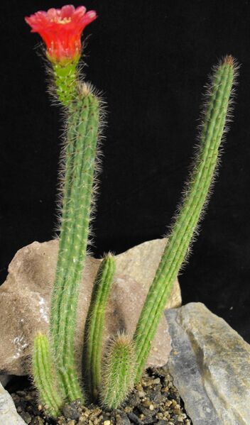 Fájl:Corryocactus tenuiculus-001.jpg