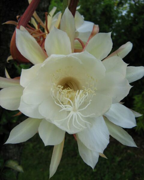 Fájl:Epiphyllum oxypetalum-001.jpg