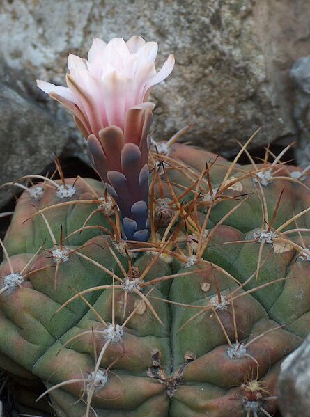 Fájl:Gymnocalycium chiquitanum-000.jpg