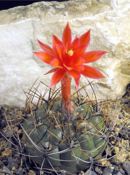 Fájl:Matucana ritteri-000.jpg
