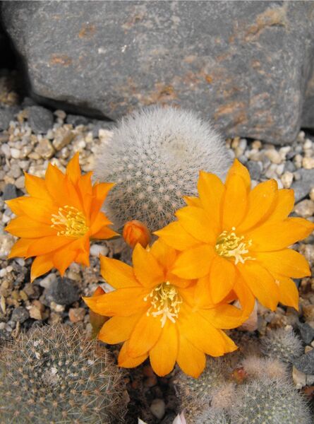 Fájl:Rebutia fiebrigii muscula-0.jpg