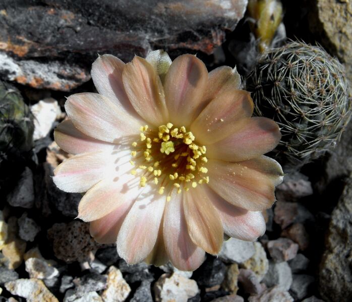 Fájl:Rebutia pygmaea rosalbiflora-1.jpg