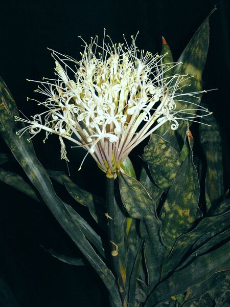 Fájl:Sansevieria kirkii pulchra-0.jpg