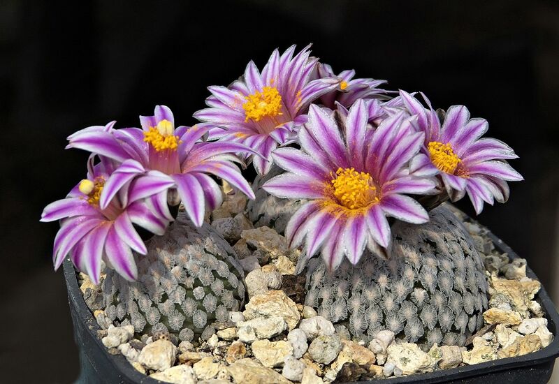 Fájl:Turbinicarpus valdezianus GM1623.SzJ 01.jpg