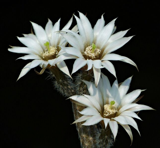Fájl:Echinocereus leucanthus SB435.SzJ 01.jpg