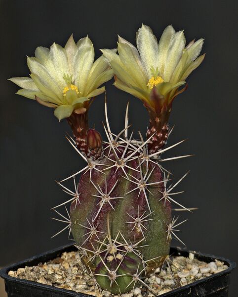 Fájl:Echinocereus maritimus Isla Natividad.SzJ 02.jpg