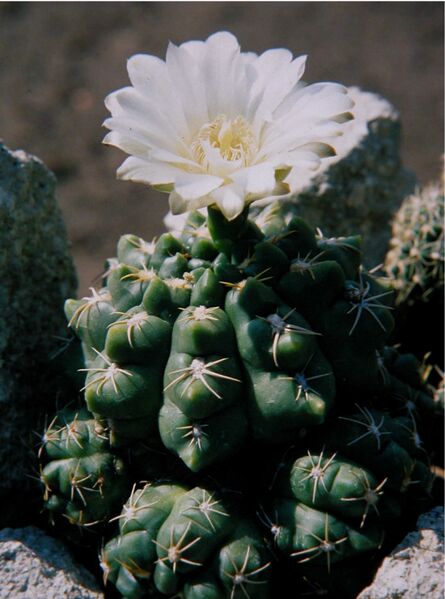 Fájl:Gymnocalycium capillaense-001.jpg