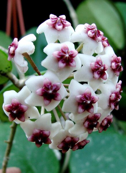 Fájl:Hoya obovata-009.jpg