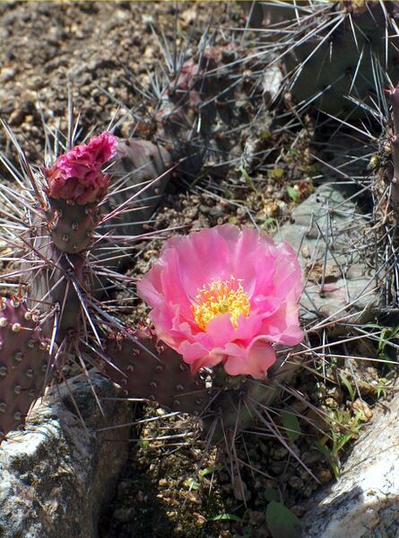 Fájl:Opuntia polyacantha (utahensis)-1.jpg