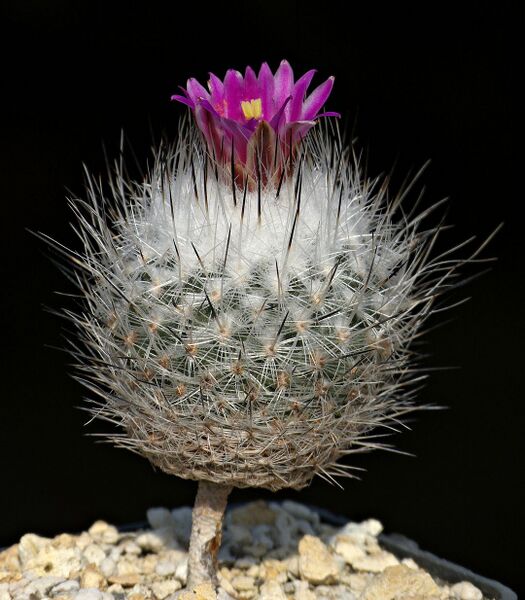 Fájl:Rapicactus booleanus.SzJ 01.jpg